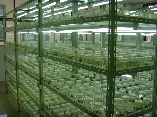 组织培养技术