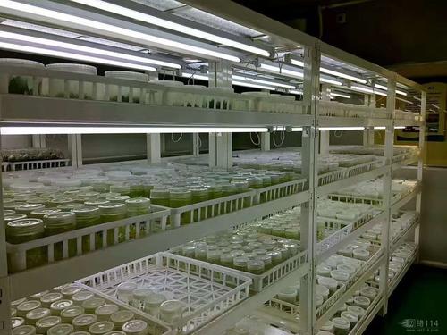 植物豆奶app在线观看中褐变的原因及其预防措施